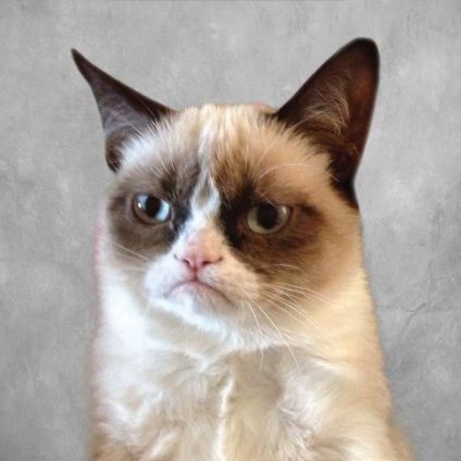 grumpy cat