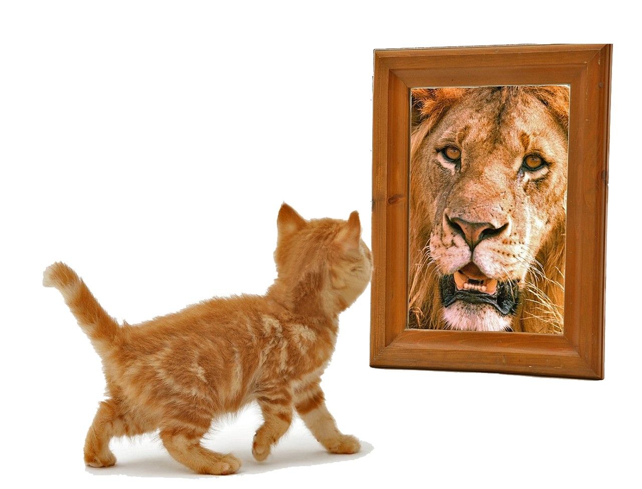 cat in the mirror